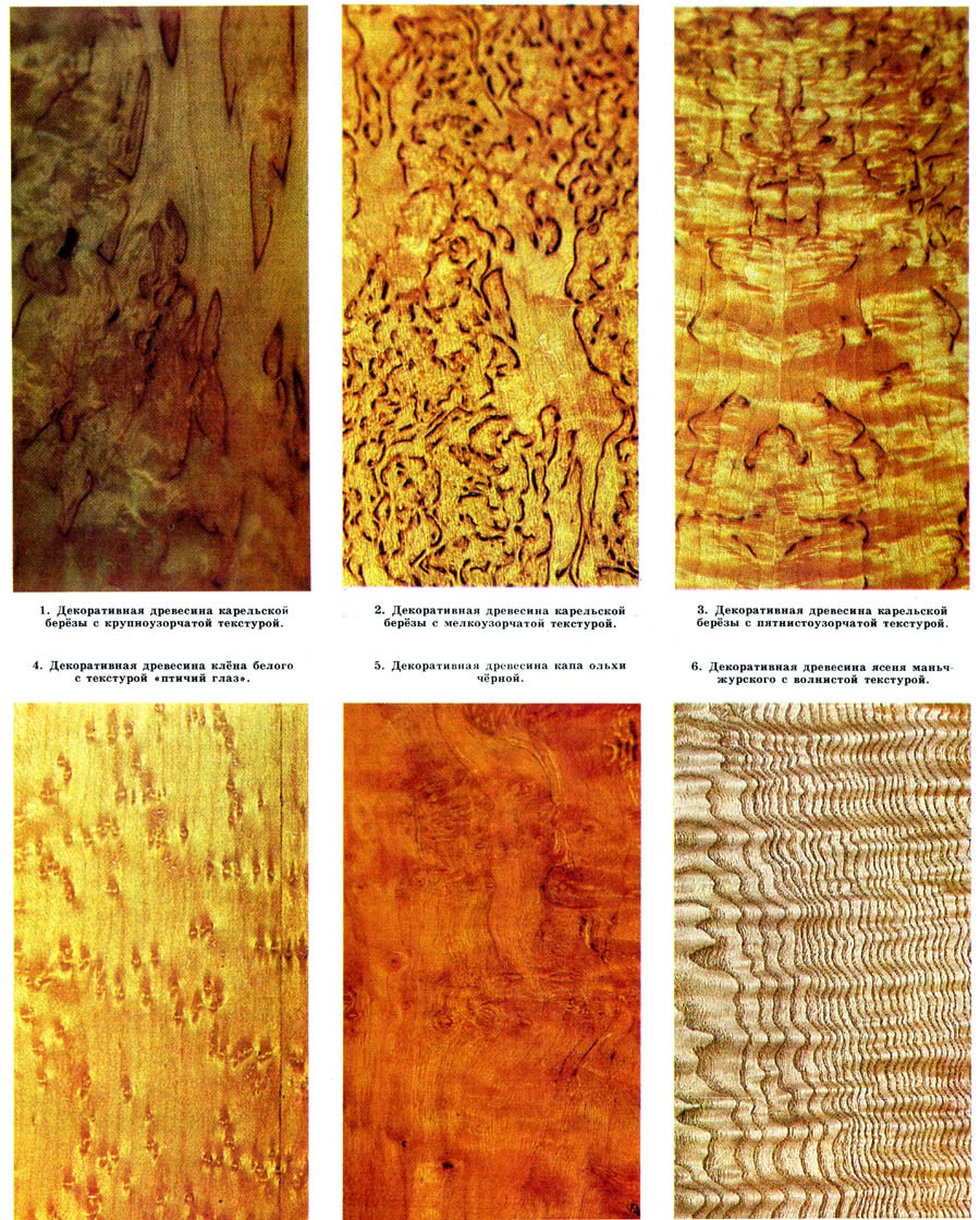Рис. 12. текстурный рисунок на примерах разных пород деревьев (отдельных экземпляров)